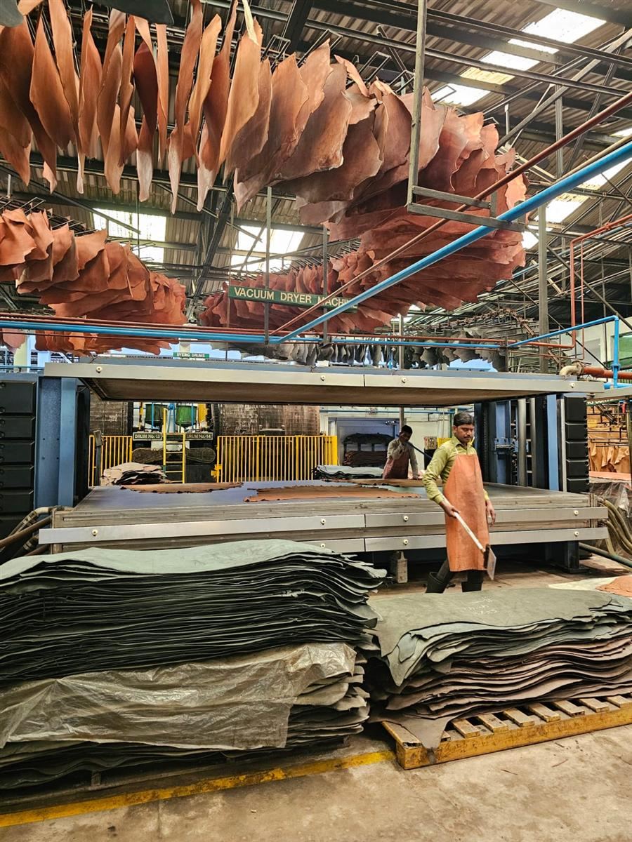 Leather hides hanging overhead in the tannery in Kanpur